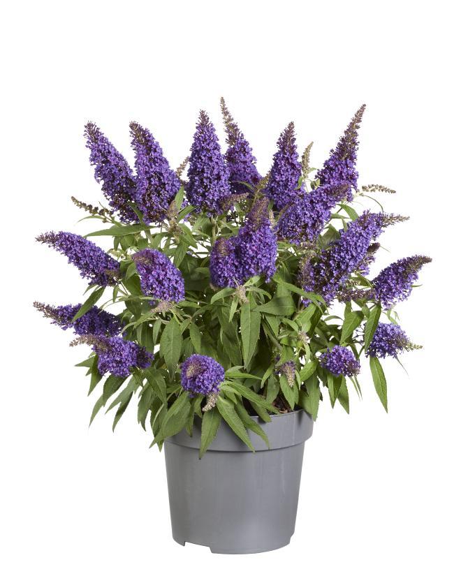 Buddleja Candy 'Little Purple' P17 (PT) - Ø17cm - ↕45cm - Pflanzfix24