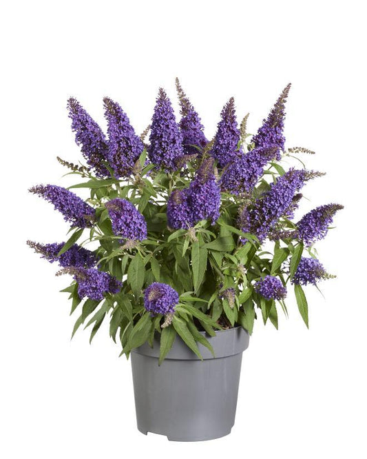 Buddleja Candy 'Little Purple' P17 (PT) - Ø17cm - ↕45cm - Pflanzfix24