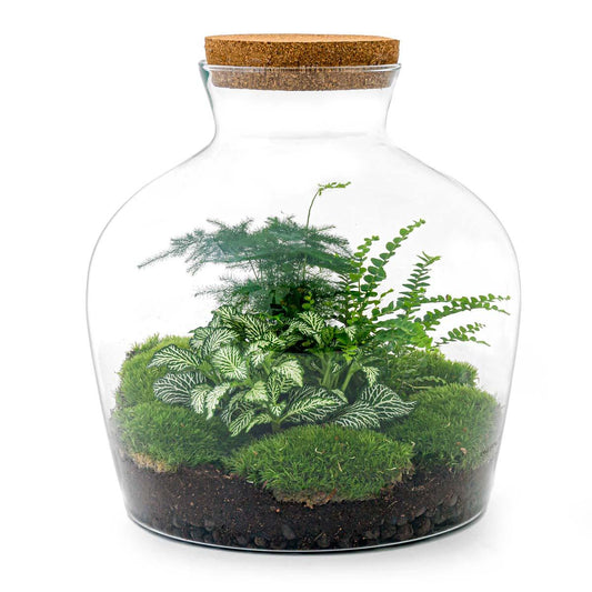 Flaschengarten - Fat Joe grün - ↕ 30 cm - Normal - Pflanzfix24