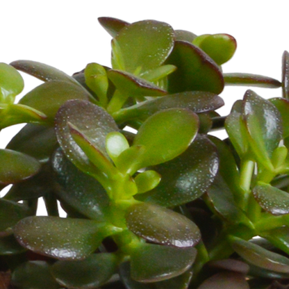 Crassula-Mischung 10,5 cm - 3x - in weißer Topf - Pflanzfix24.de - Pflanzfix24.de
