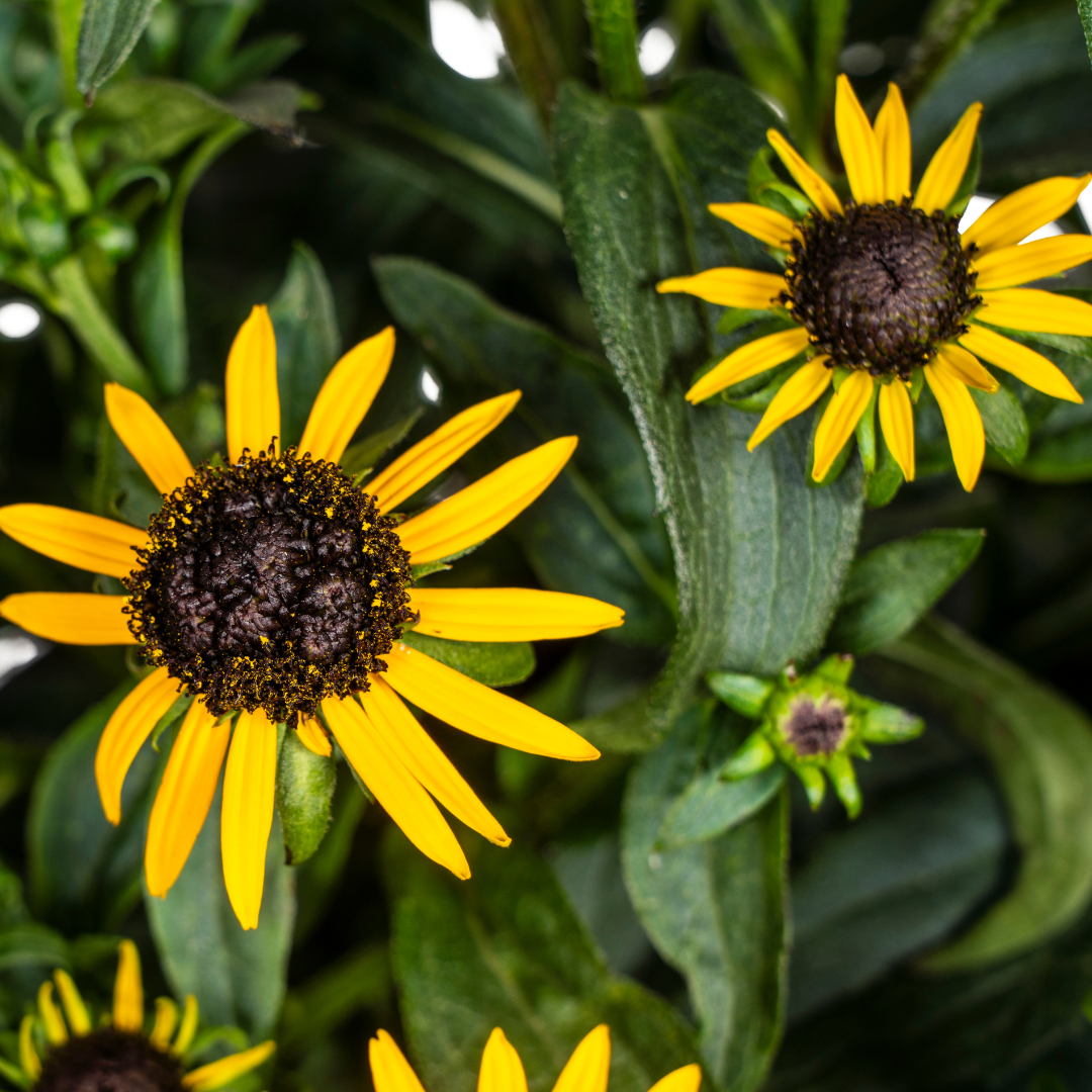 Rudbeckia Fulgida Little Goldstar Ø19cm – blühfreudig | Pflanzfix24.de - Pflanzfix24.de