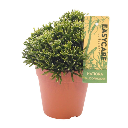 Hatiora Salicornioides - Ø12 ↕22 von Pflanzfix24.de - Pflanzfix24.de