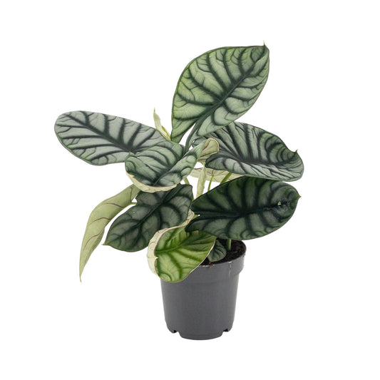 Alocasia Nebula Silver - Ø14cm - ↕30cm bei Pflanzfix24