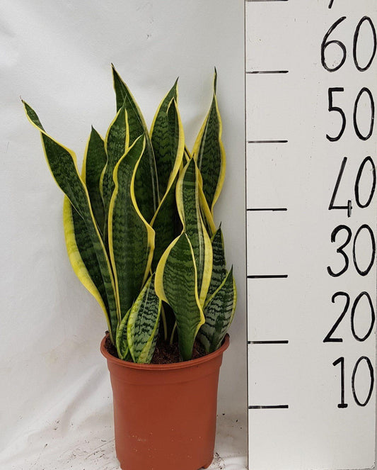 Sanseveria Laurentii - Ø21cm - ↕60cm bei Pflanzfix24