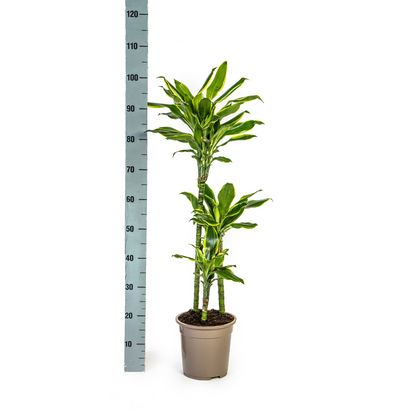 Dracaena Fragrans Golden Coast Ø21cm - Pflanzfix24