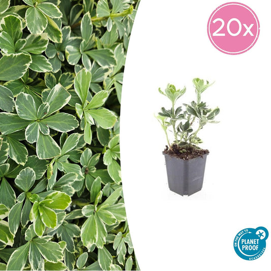 20x Pachysandra terminalis 'Variegata' - Bodendecker - Pflanzfix24.de - Pflanzfix24.de