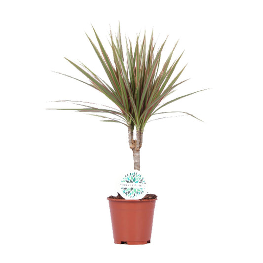 Dracaena Bicolor - Ø14cm - ↕55cm bei Pflanzfix24