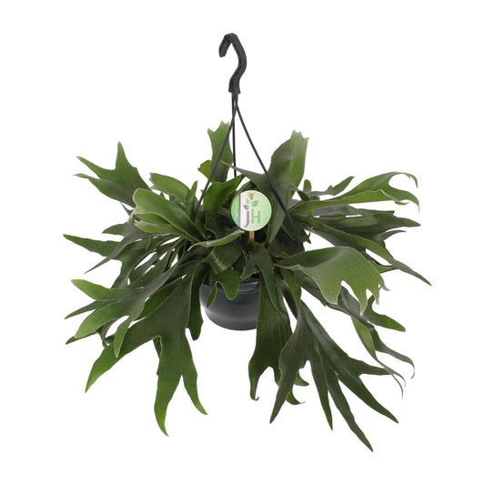Platycerium Bifurcatum - Ø21cm - ↕50cm - Pflanzfix24.de - Pflanzfix24.de