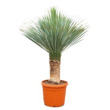 Yucca Rostrata 140-160 cm Topf Ø55 cm – Robust & Exotisch | Pflanzfix24.de - Pflanzfix24.de