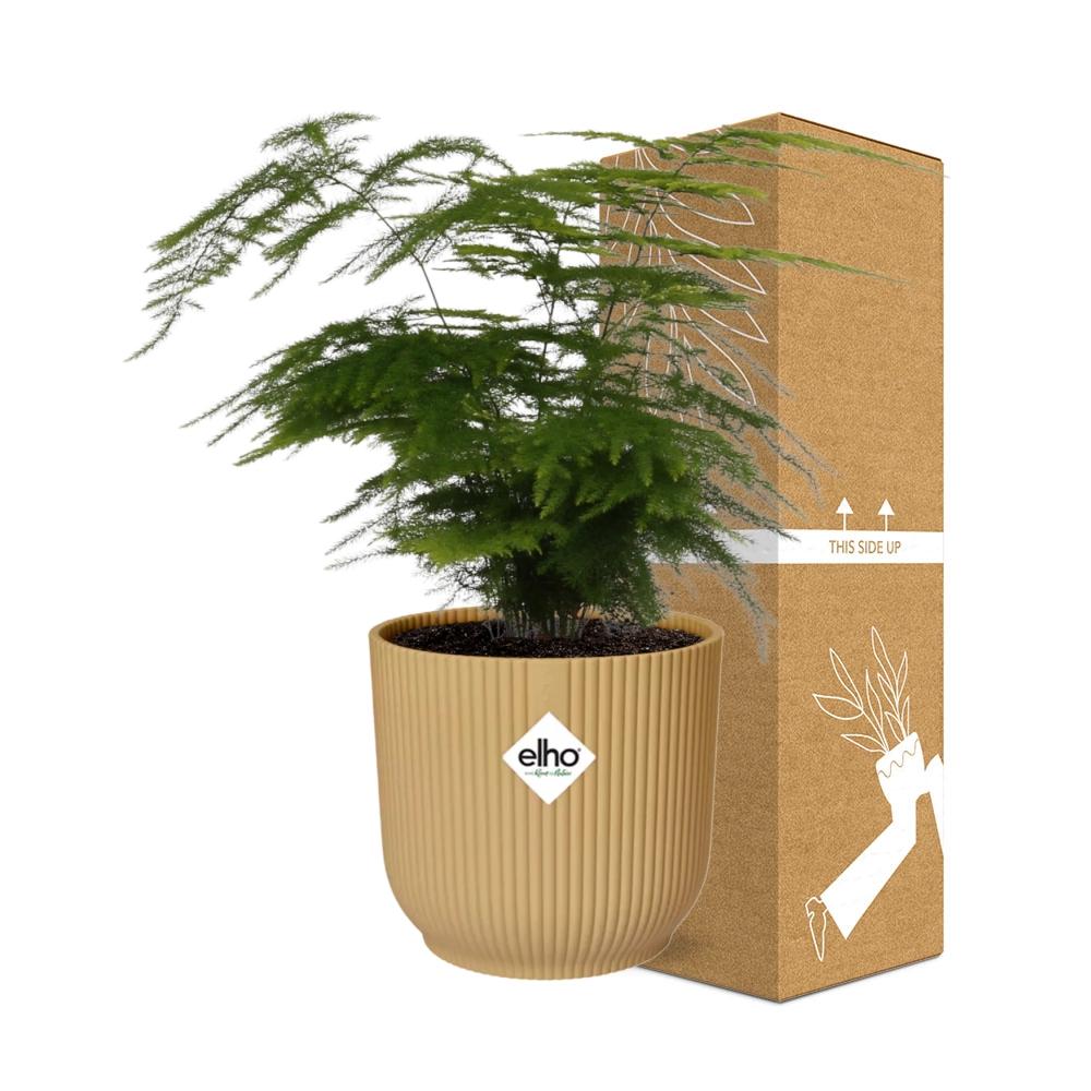 Asparagus Setaceus ‘Plumosus’ in ELHO Vibes Fold 14cm geel - Pflanzfix24