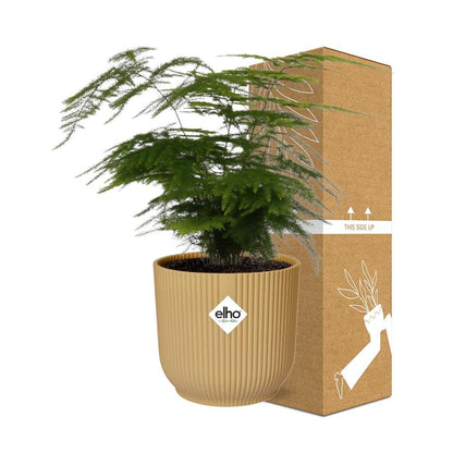 Asparagus Setaceus ‘Plumosus’ in ELHO Vibes Fold 14cm geel - Pflanzfix24