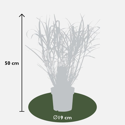 Miscanthus sinensis Strictus Zebra Gras Ø23cm | Pflanzfix24.de - Pflanzfix24.de