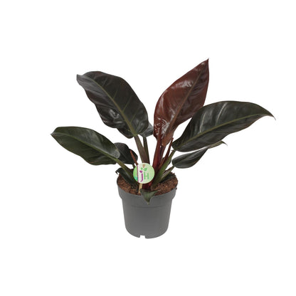 Philodendron Imperial Red - Pflanzfix24