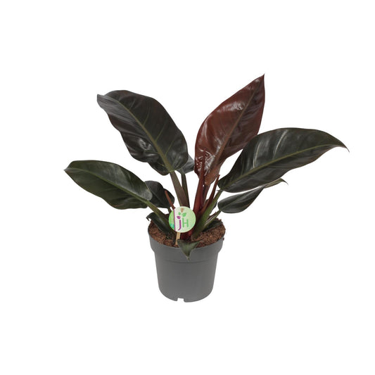 Philodendron Imperial Red - Pflanzfix24