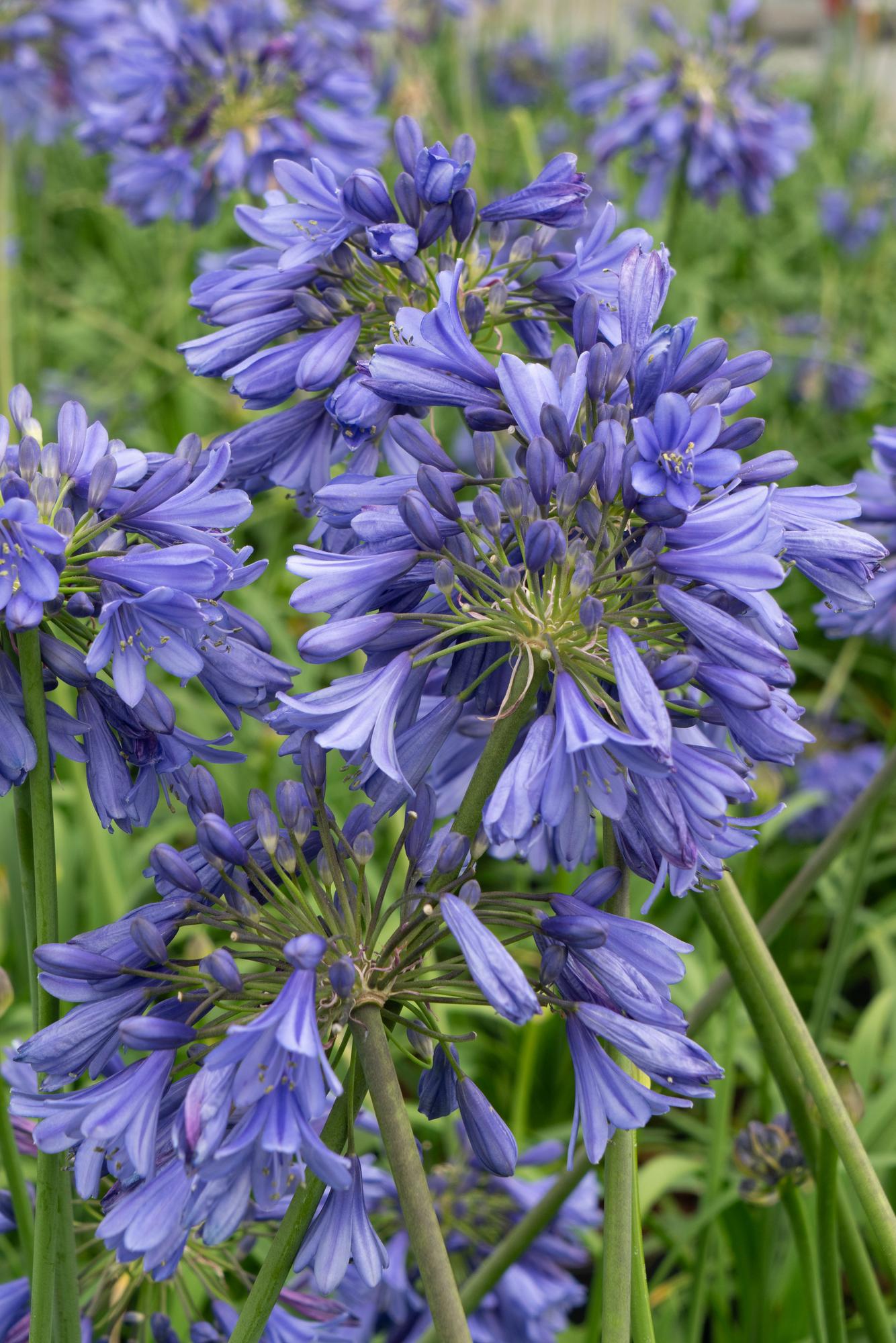 Agapanthus 'Ever Sapphire' - Pflanzfix24.de - Pflanzfix24.de