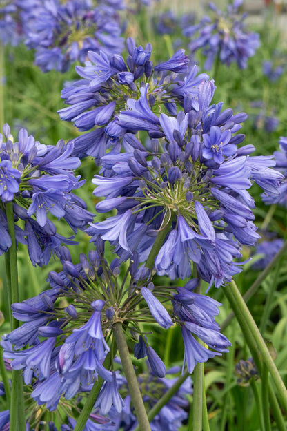 Agapanthus 'Ever Sapphire' - Pflanzfix24.de - Pflanzfix24.de