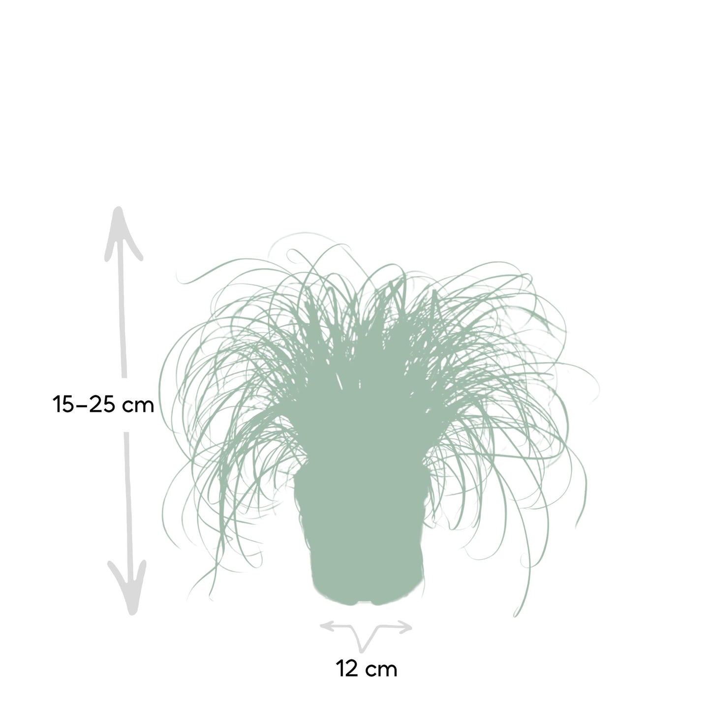 Cyperus Alternifolius - Katzengras - Ø12cm - ↕20cm - Pflanzfix24.de - Pflanzfix24.de