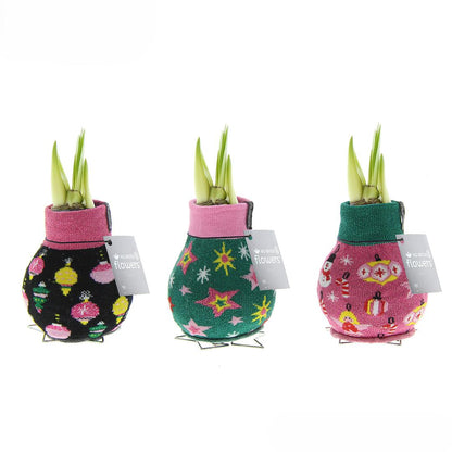 No Water Flowers® (wax amaryllis) | Fashionz Patternz Disco Mix (3 pack) + Red flower - Pflanzfix24