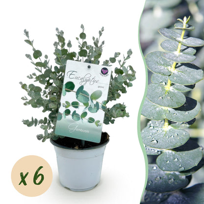 Terrassenpflanze - Eucalyptus gunnii - Grau - 6 Pflanzen - Pflanzfix24