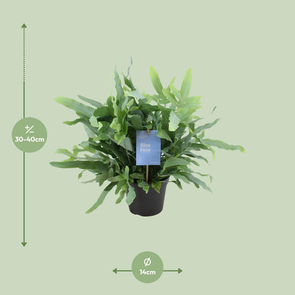 Phlebodium Blue Fern 40cm Ø14cm – Goldener Stummelfarn | Pflanzfix24.de - Pflanzfix24.de