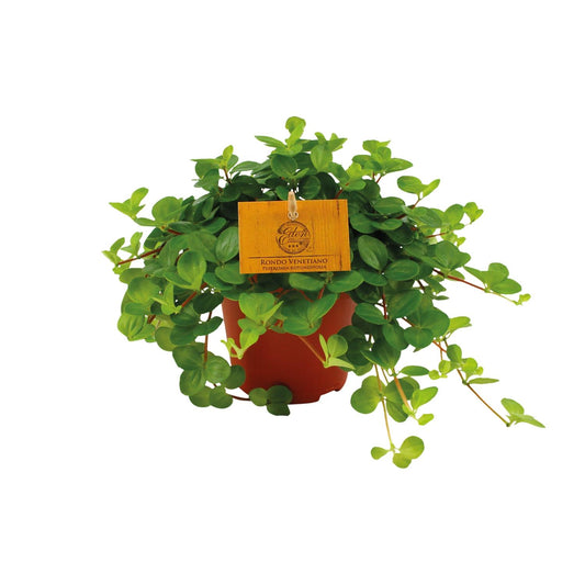 Peperomia Rotundifolia - Ø12cm - ↕20cm - Pflanzfix24
