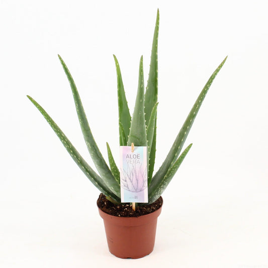 Aloe Vera P14 - Ø14cm - Pflanzfix24.de - Pflanzfix24.de
