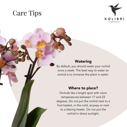 Rosa Phalaenopsis Orchidee 9cm – blühende Zimmerpflanze | Pflanzfix24