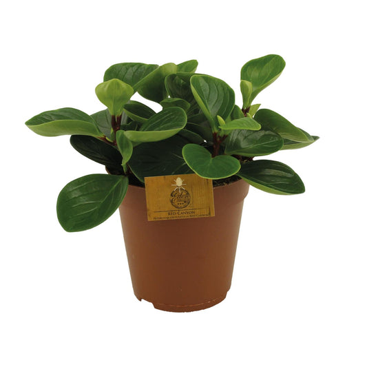 Peperomia Red Canyon Ø15cm – Attraktives Muster | Pflanzfix24.de - Pflanzfix24.de