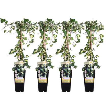 4x - Hedera colchica 'Dentata Variegata' - Pflanzfix24.de - Pflanzfix24.de