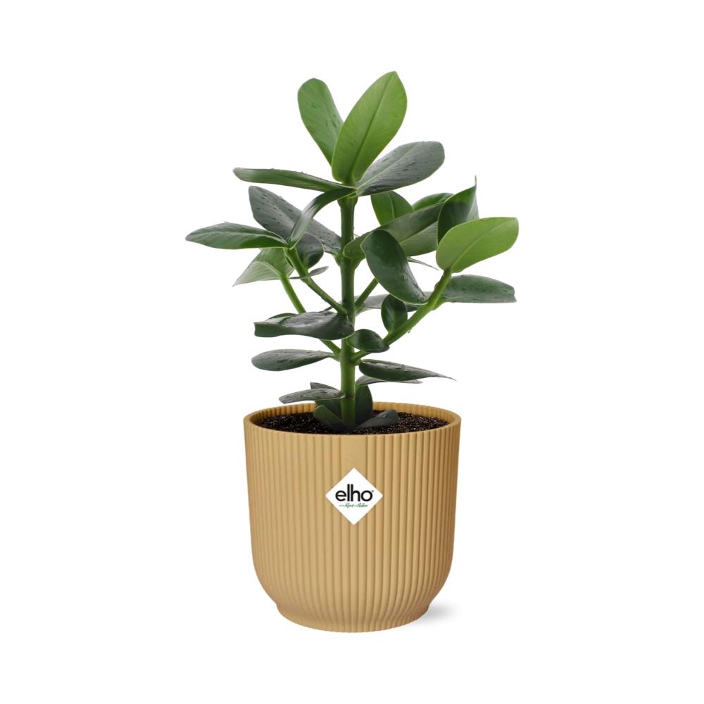 Clusia Princess in ELHO Vibes Fold 14cm geel - pflanzfix24