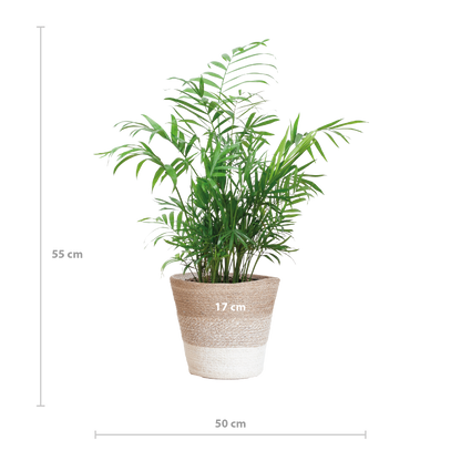 Chamadorea Elegans mit Korb Lissabon weiß - 55cm - Ø17 bei Pflanzfix24
