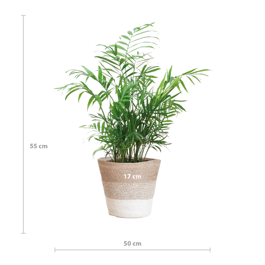 Chamadorea Elegans mit Korb Lissabon weiß - 55cm - Ø17 bei Pflanzfix24