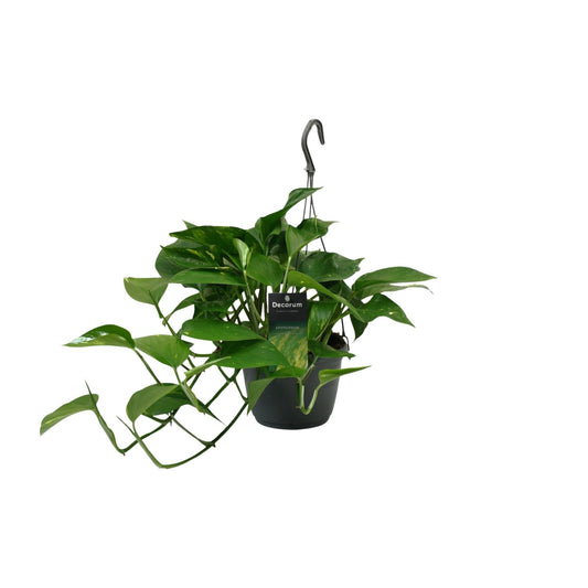Scindapsus Pflanze Ø15cm | Halbschatten | Pflanzfix24.de - Pflanzfix24.de