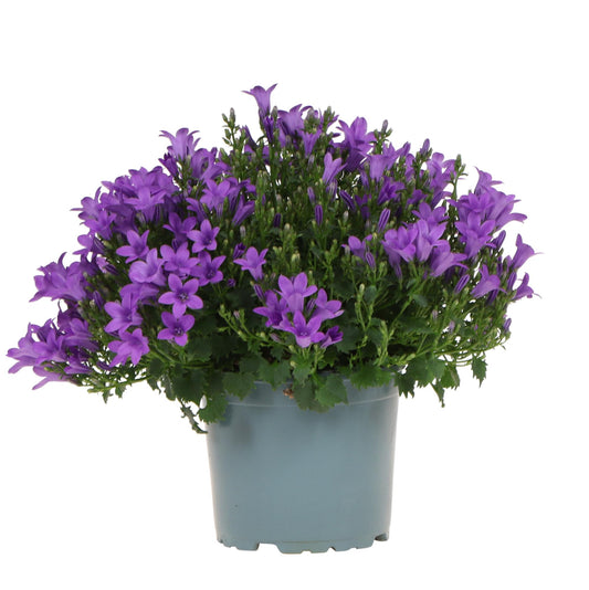 Campanula Addenda - Glockenblume lila Topf 12cm - mehrjährig - winterhart - Purple - Pflanzfix24.de - Pflanzfix24.de