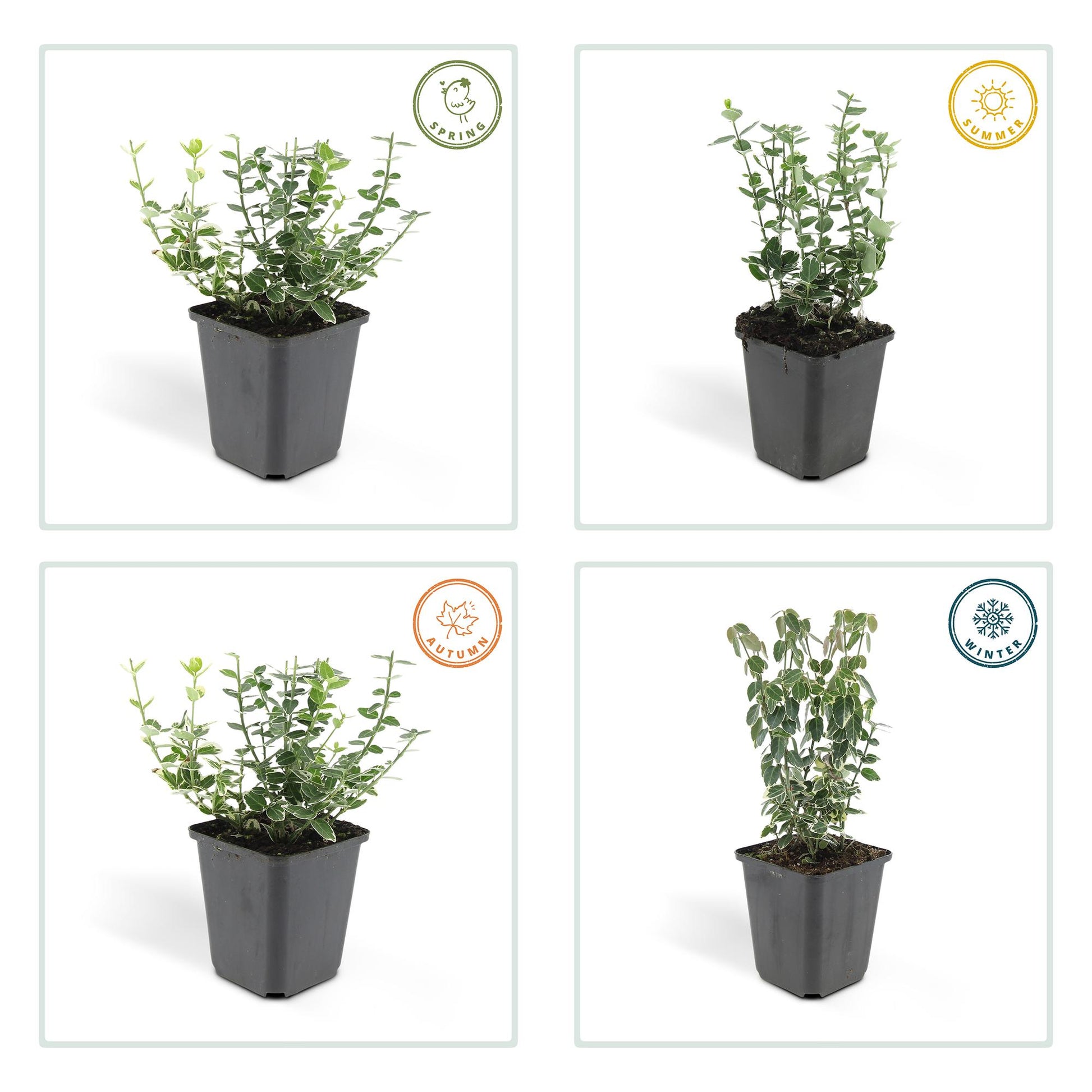40x Euonymus 'Emerald 'n Gaity' - ↕10-25cm - Ø9cm - Pflanzfix24.de - Pflanzfix24.de
