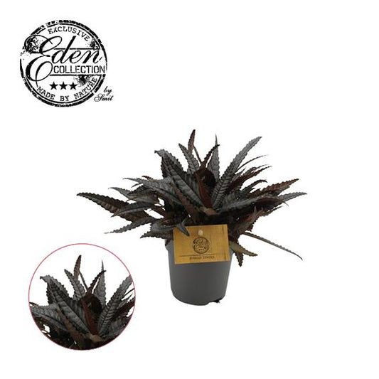 Pilea Hitchcockii - Ø10,5cm - ↕15cm bei Pflanzfix24