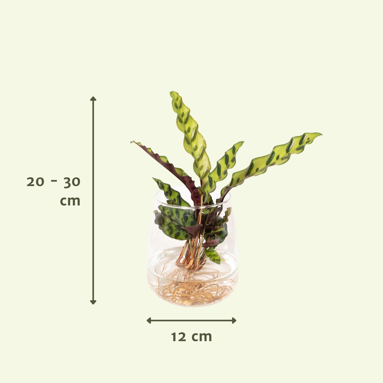 Calathea Insignis in Kingston Glas - Ø12cm - Pflanzfix24.de - Pflanzfix24.de