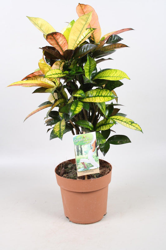 Codiaeum Mrs Iceton - Ø21cm - Pflanzfix24
