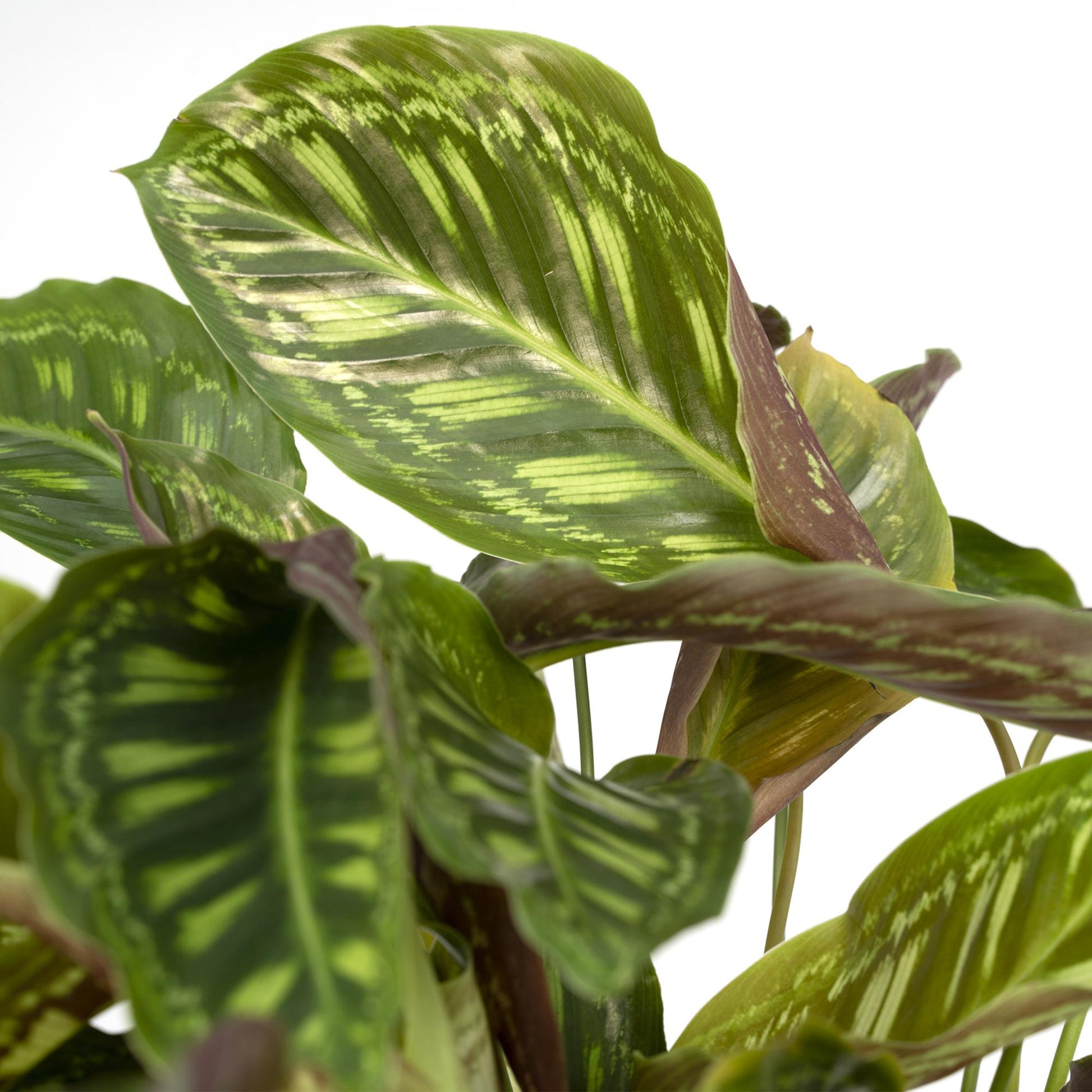 Calathea Flamestar - Pflanze - Ø19cm - Pflanzfix24.de - Pflanzfix24.de