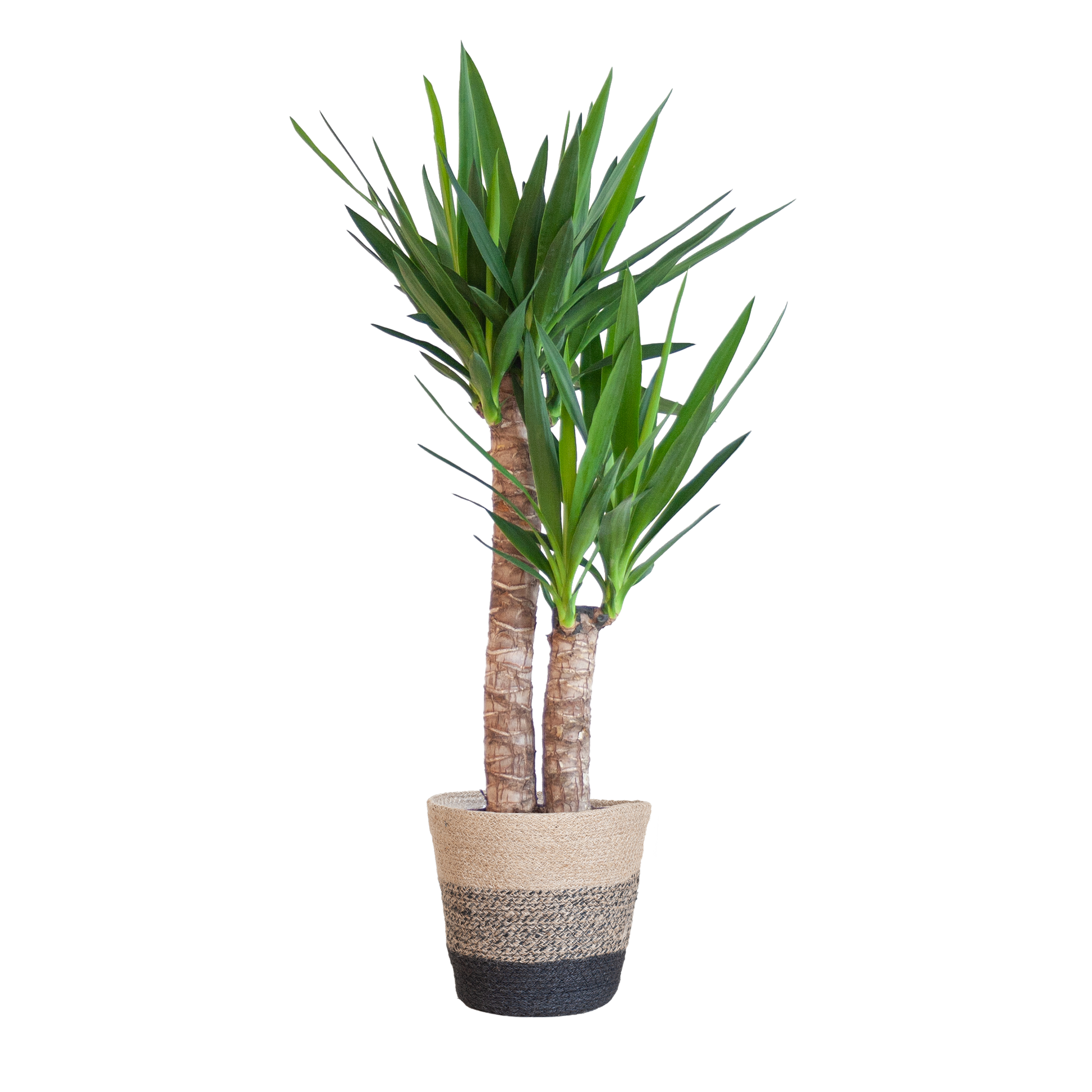 Yucca Elephantipes 90cm mit schwarzem Korb – Pflanzfix24.de - Pflanzfix24.de