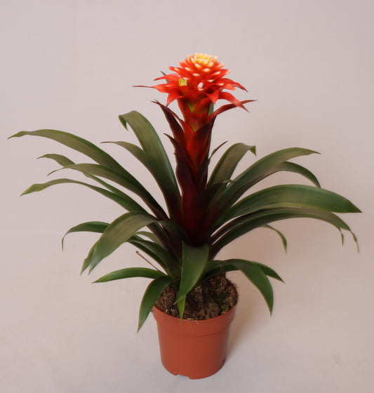 Guzmania Elena - Ø12 ↕45 von Pflanzfix24