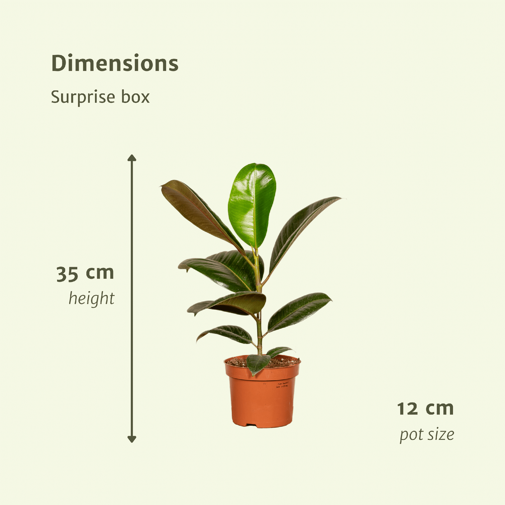 Überraschungsbox Zimmerpflanzen Ø12 cm – 6er Set | Pflanzfix24.de - Pflanzfix24.de