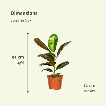 Überraschungsbox Zimmerpflanzen Ø12 cm – 6er Set | Pflanzfix24.de - Pflanzfix24.de
