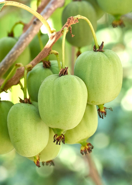 3x - Actinidia arguta 'Issai' - pflanzfix24
