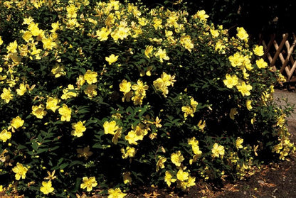24x Hypericum 'Hidcote' - Pflanzfix24