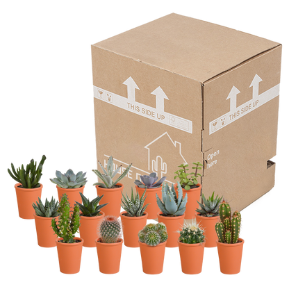 Kakteen und Sukkulenten Mix 5,5 cm | 15er Set - Terrakotta Topf - Pflanzfix24.de - Pflanzfix24.de