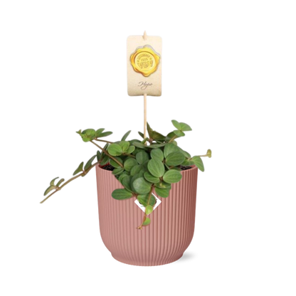 Peperomia ‘Hope’ in ELHO Vibes Fold 14cm - Rosé | Pflanzfix24
