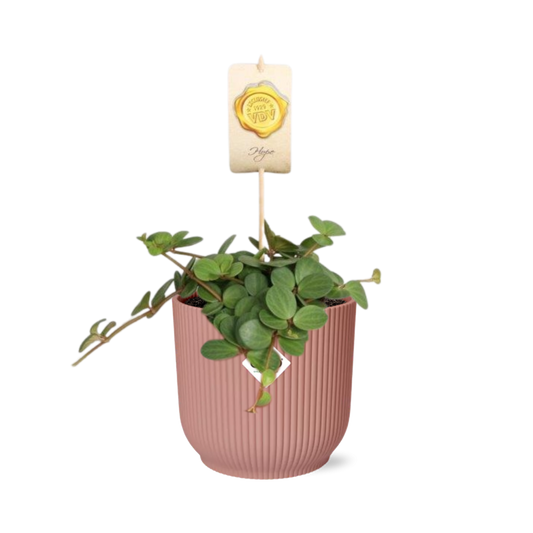 Peperomia ‘Hope’ in ELHO Vibes Fold 14cm - Rosé | Pflanzfix24