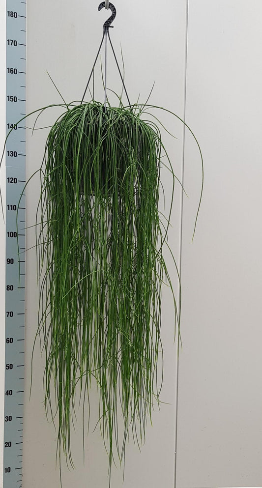 Rhipsalis Flocosa 25cm - Pflanzfix24