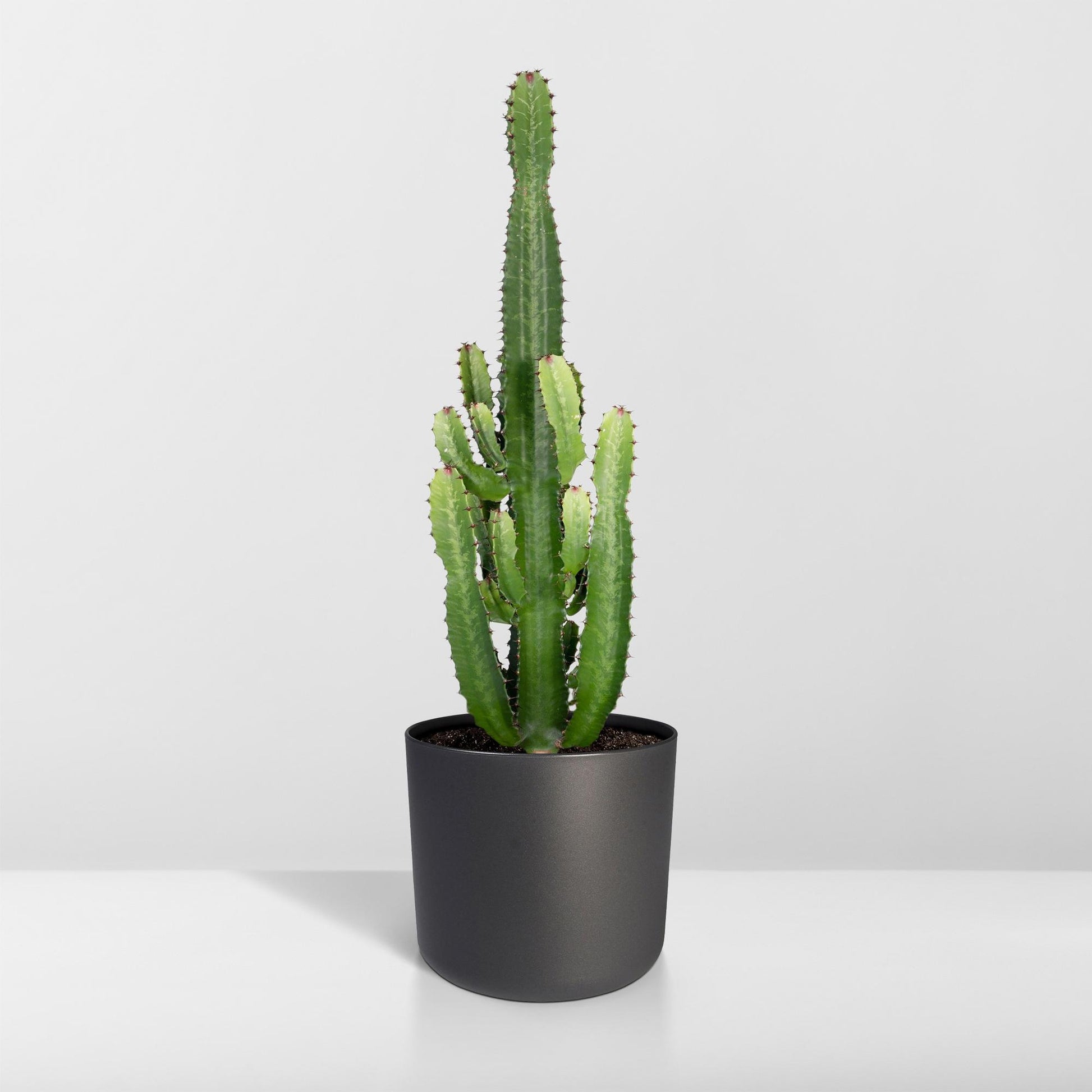 Euphorbia Acrurensis - Ø24cm - ↕60cm bei Pflanzfix24.de - Pflanzfix24.de